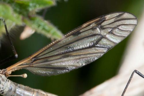 Réf. 232 535 : Tipula sp.